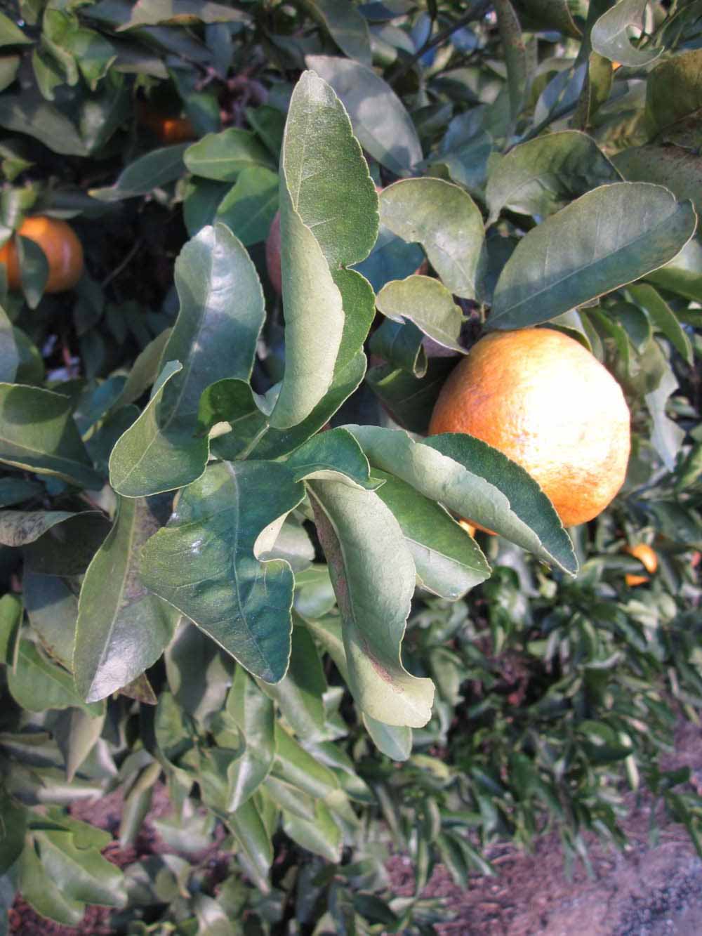            Sun leaves (Winter Haven, FL)   